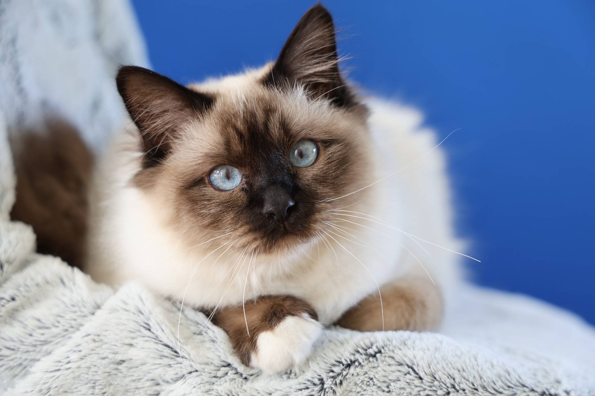  photo d'un sacre de Birmanie aux yeux bleus sur fond bleu